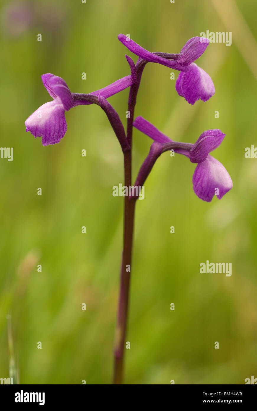 Champagne Orchid (Orchis champagneuxii) Banque D'Images