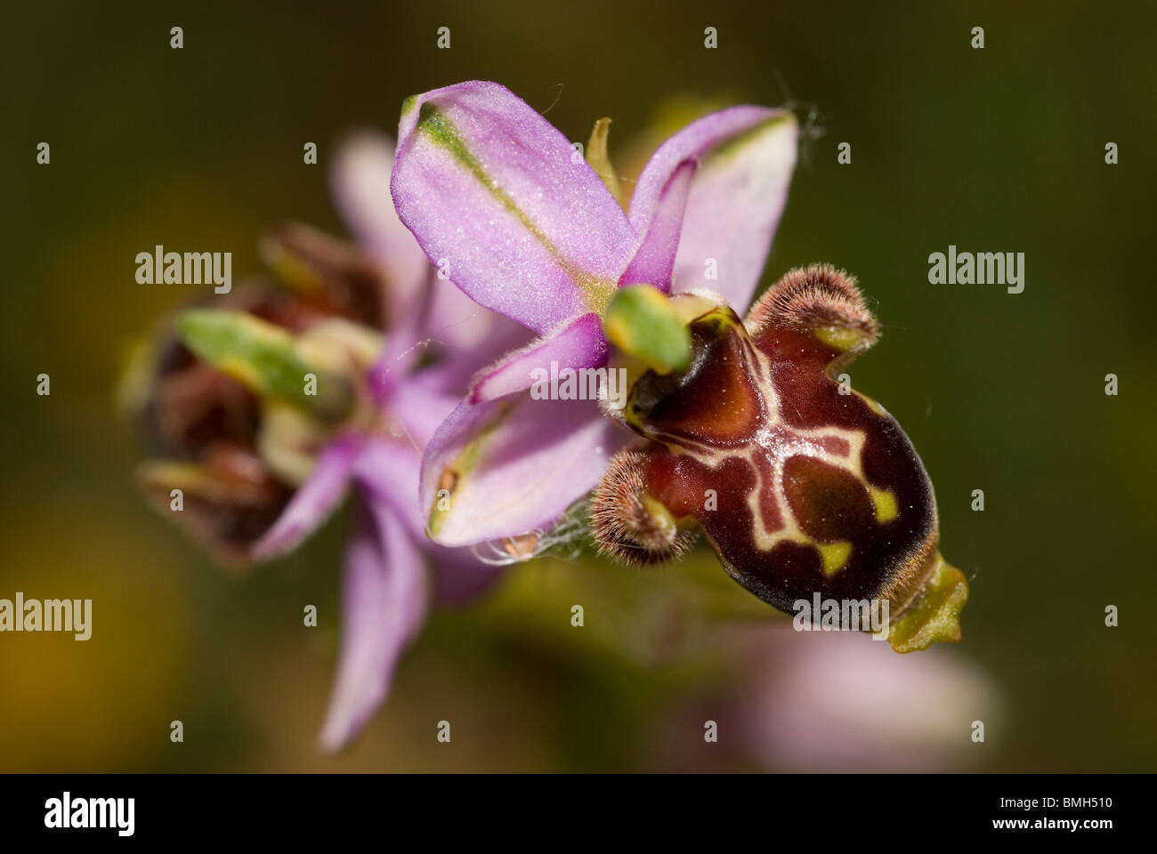 Woodcock Orchid (Ophrys scolopax) Banque D'Images