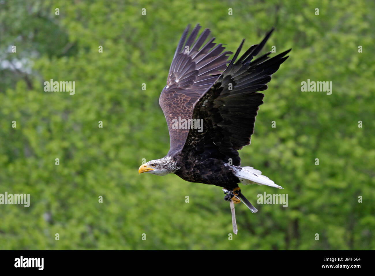 White-tailed eagle vol à Banque D'Images