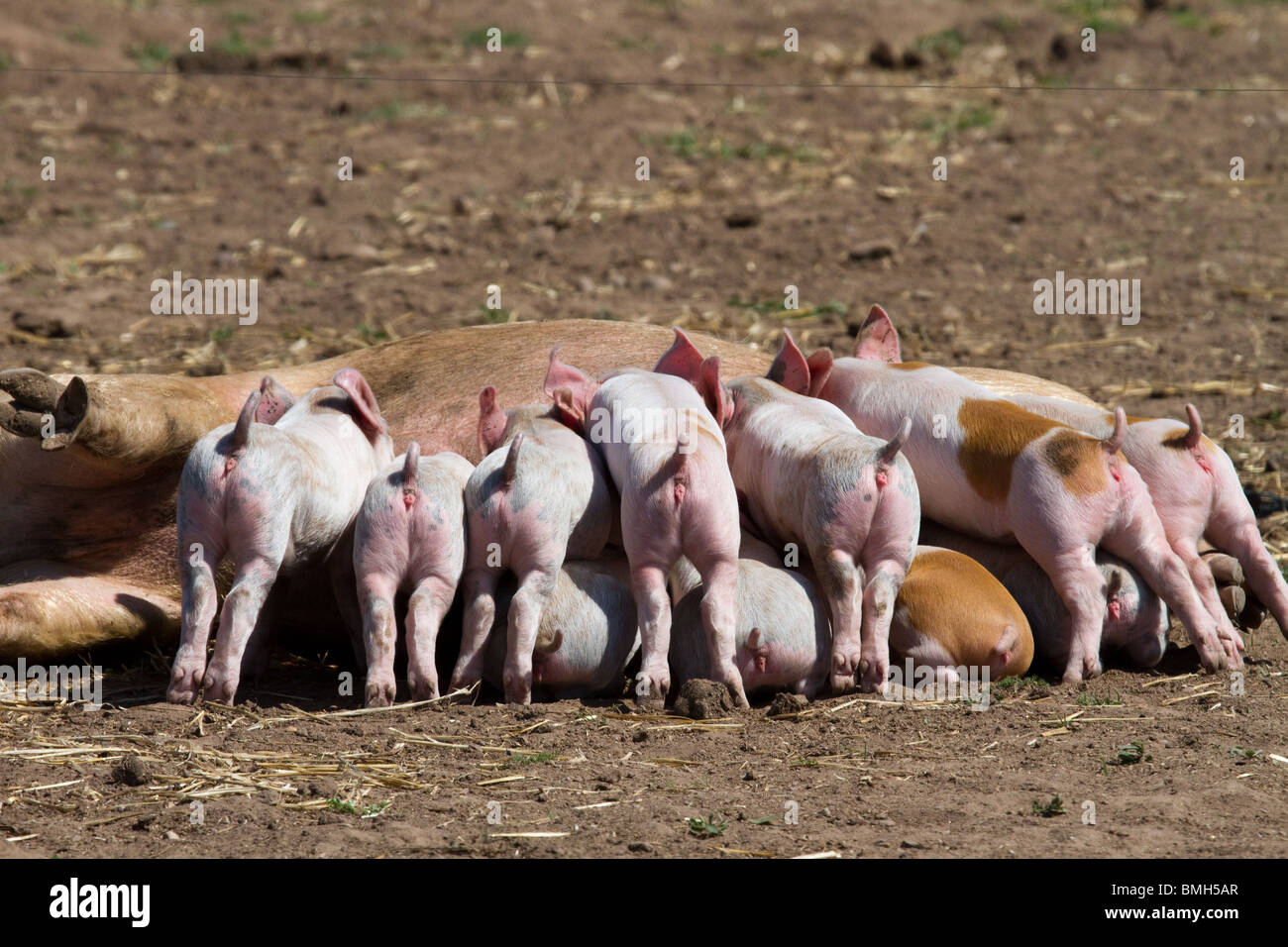 Porcs Duroc élevés pour Marks & Spencer, dans des conditions supervisées. 100 % britannique, élevage en plein air, RSPCA assuré par M&S Select Farms Arbroath, Royaume-Uni Banque D'Images