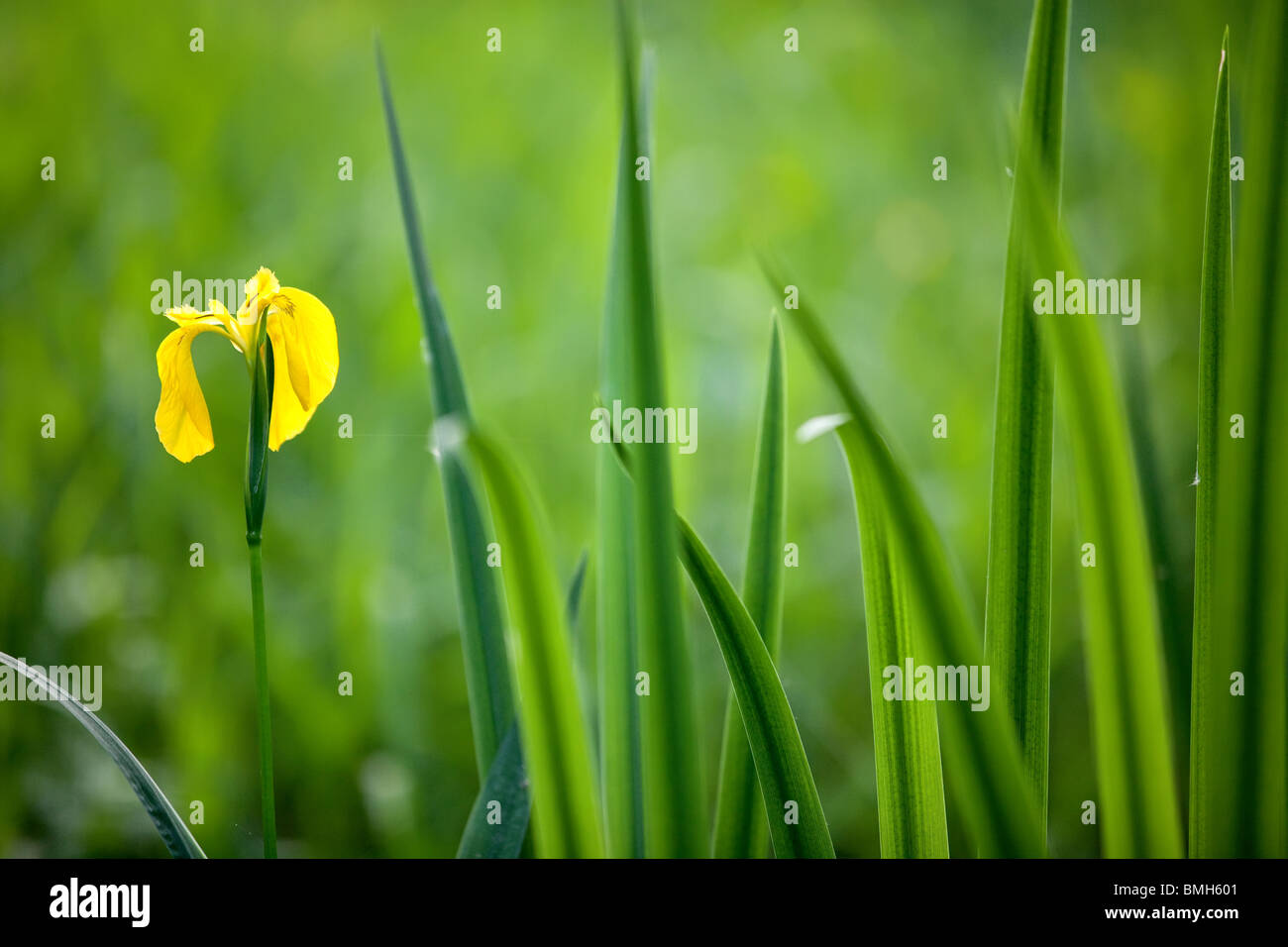Iris jaune avec des feuilles de fleurs sauvages dans les marécages Banque D'Images