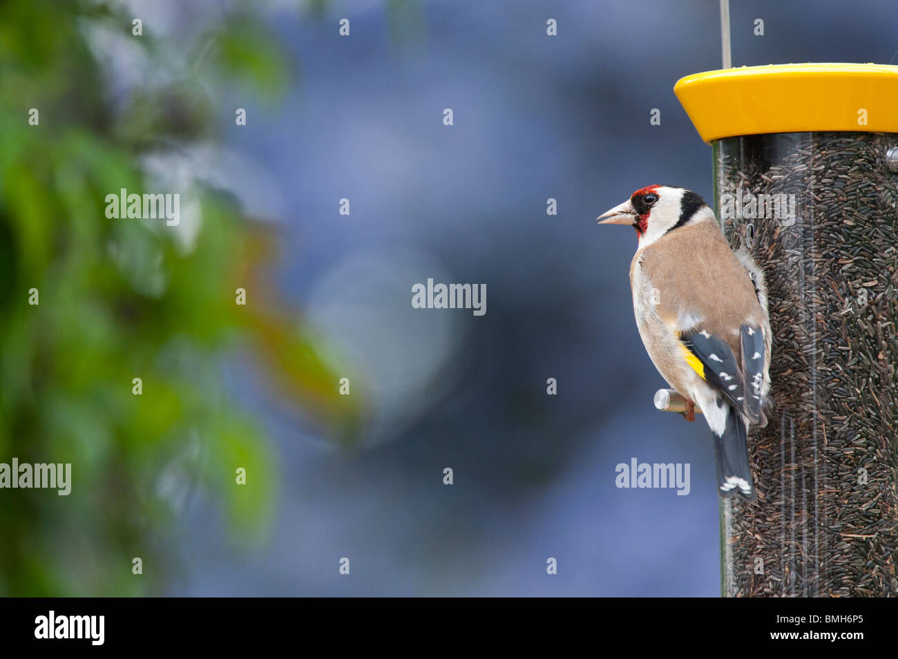Chardonneret jaune sur un convoyeur d'alimentation des oiseaux nyjer dans un jardin Banque D'Images