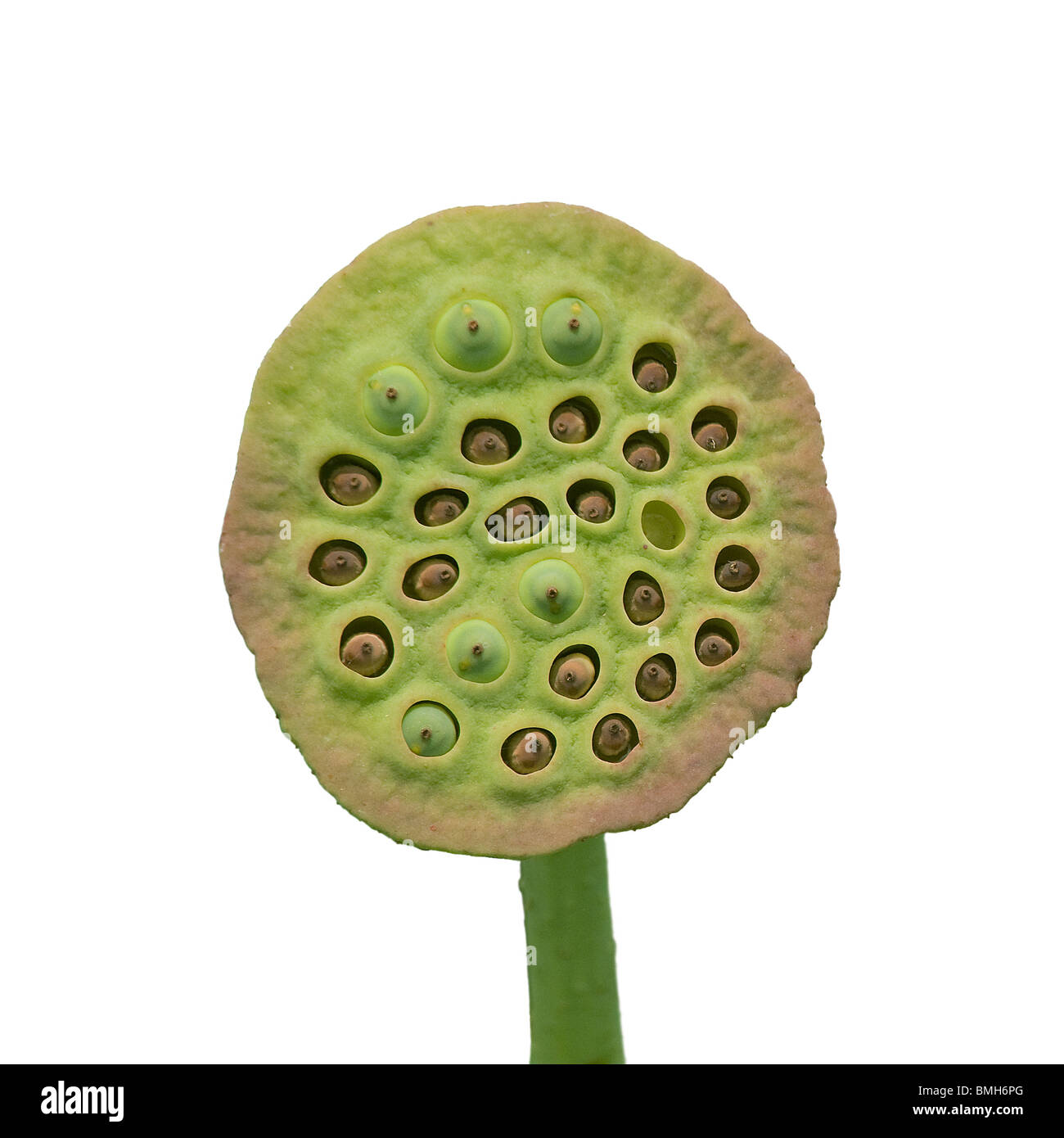 Lily, lotus Nelumbo nucifera, fruits avec graines venant à échéance à l'intérieur des fosses dans récipient en forme de cône, Puzhehai Lake Yunnan Chine Banque D'Images