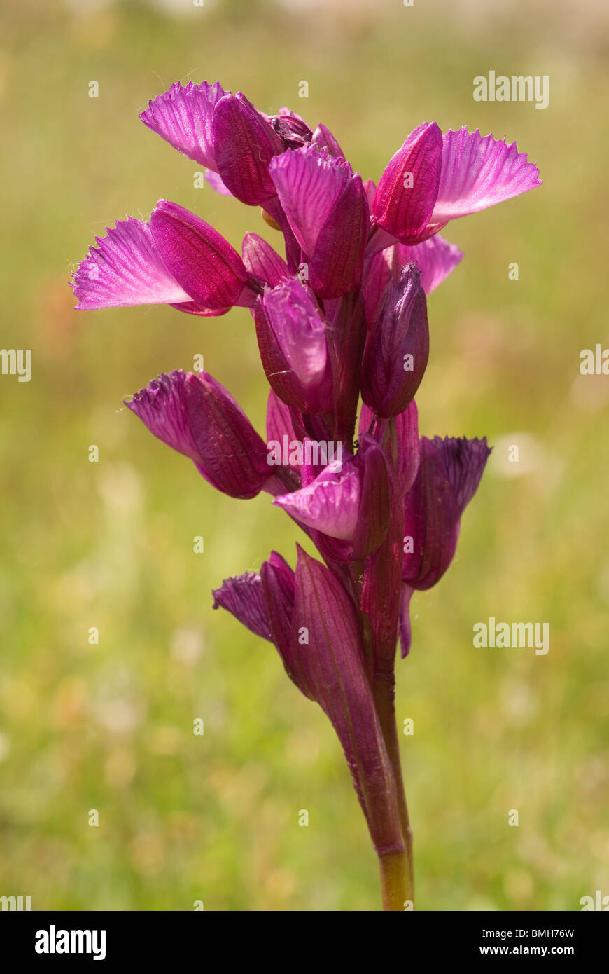 Butterfly Orchid (Orchis papilionacea) Banque D'Images