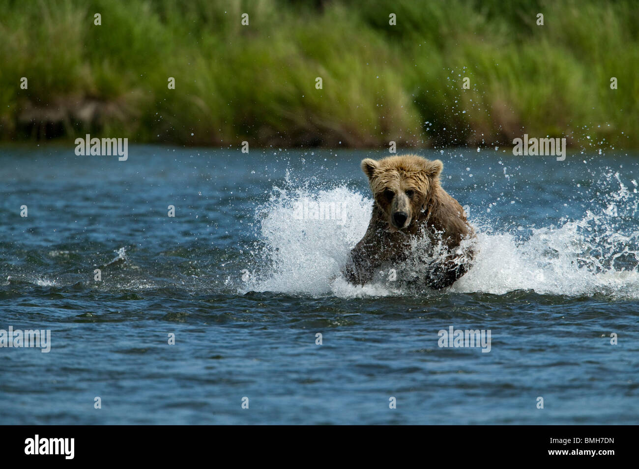 L'ours brun, Katmai National Park, Alaska Banque D'Images