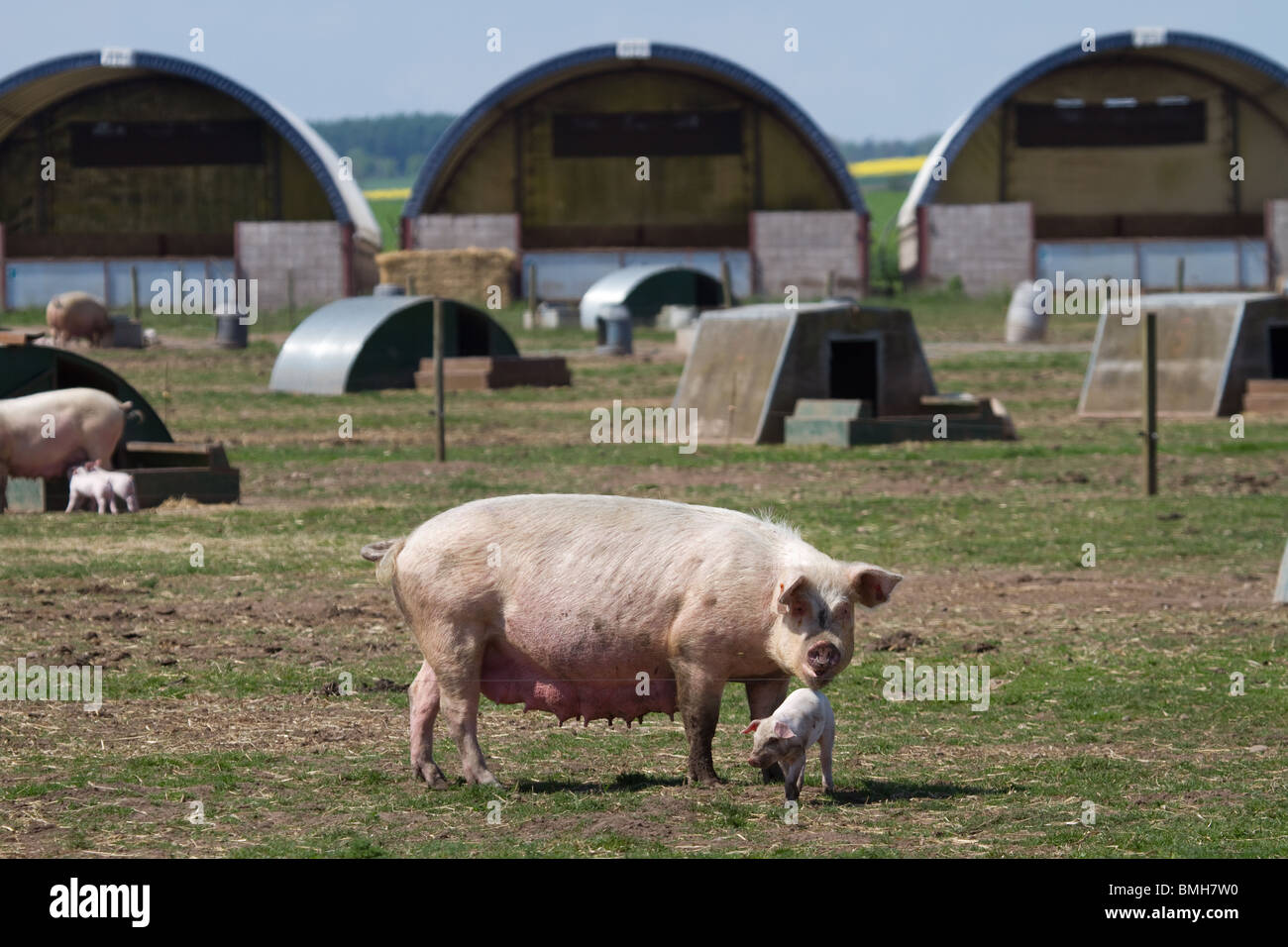 Porcs Duroc élevés pour Marks & Spencer, dans des conditions supervisées. 100 % britannique, élevage en plein air, RSPCA assuré par M&S Select Farms Arbroath, Royaume-Uni Banque D'Images