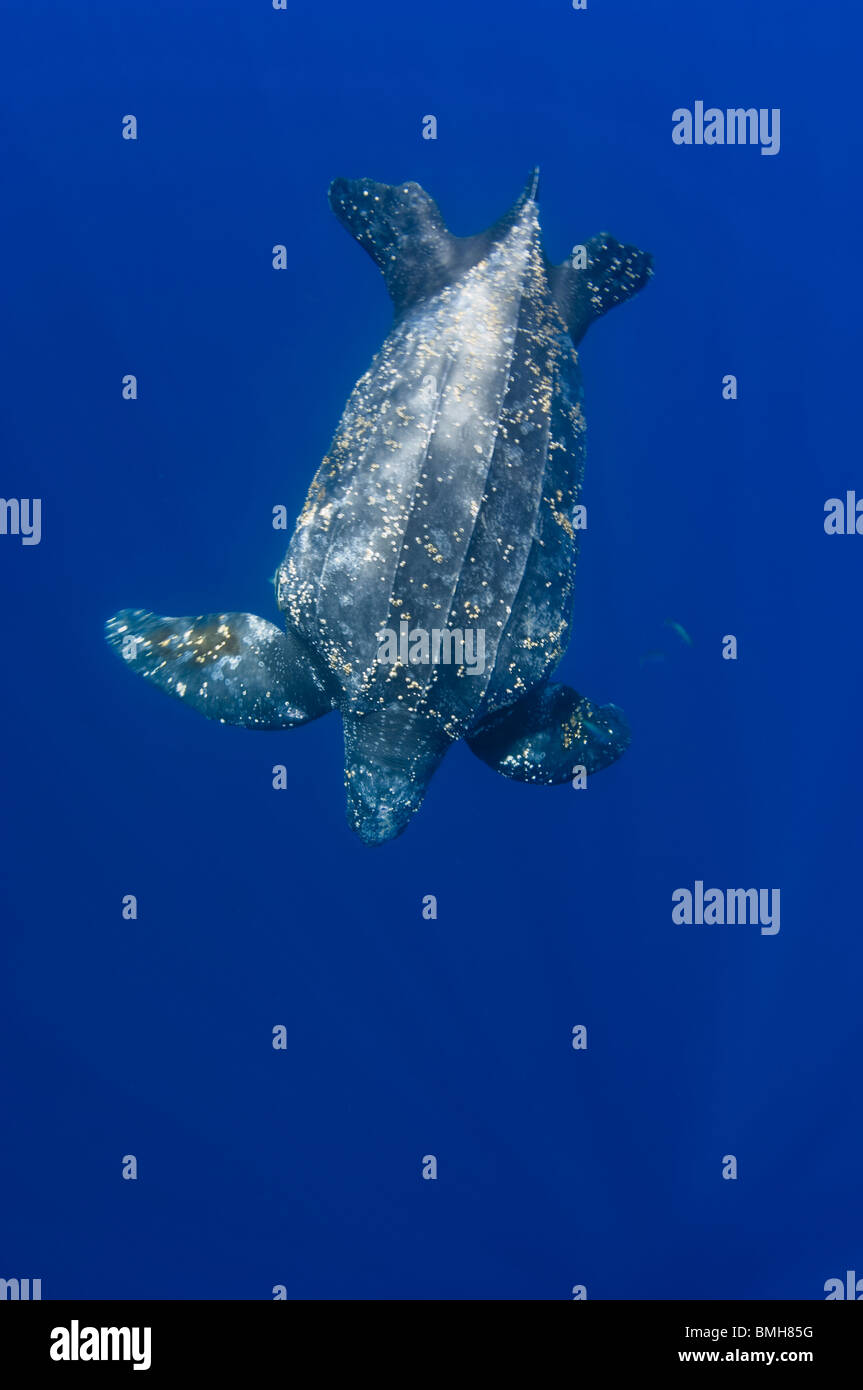 Tortue luth, Dermochelys coriacea, natation off Kai Kecil, Moluques, Indonésie Banque D'Images
