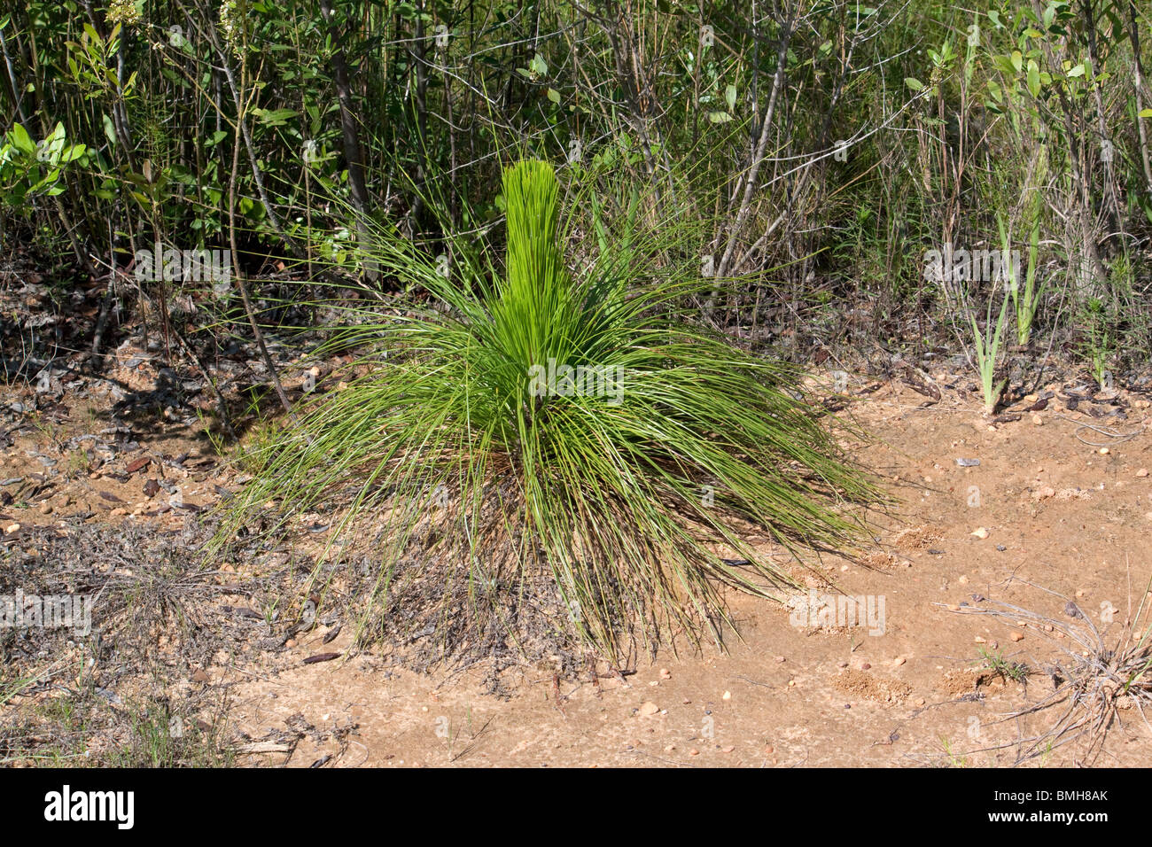 Des semis Longleaf pine Pinus palustris Alabama USA Banque D'Images