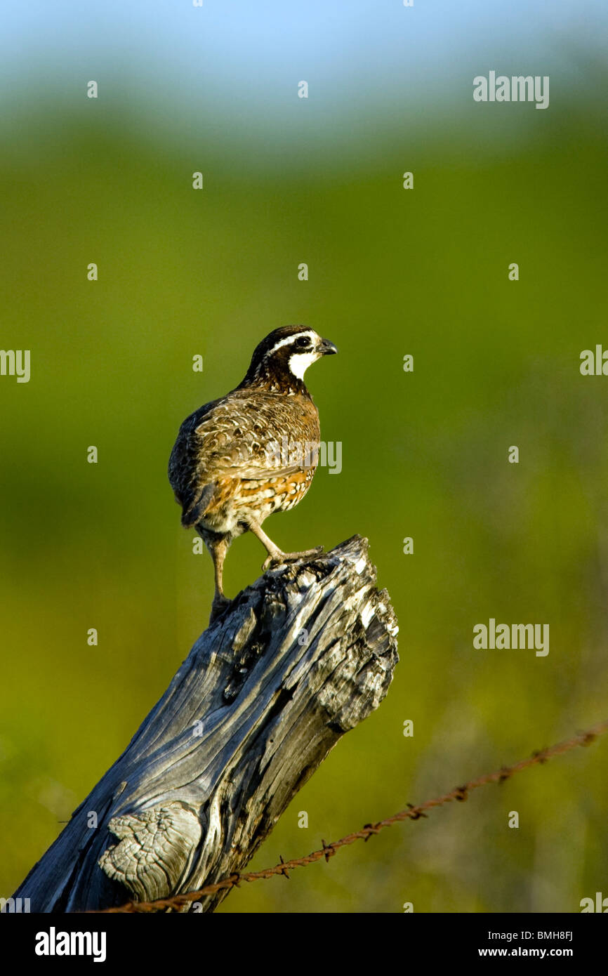 Colin - Los Novios - Ranch près de Cotulla, Texas USA Banque D'Images