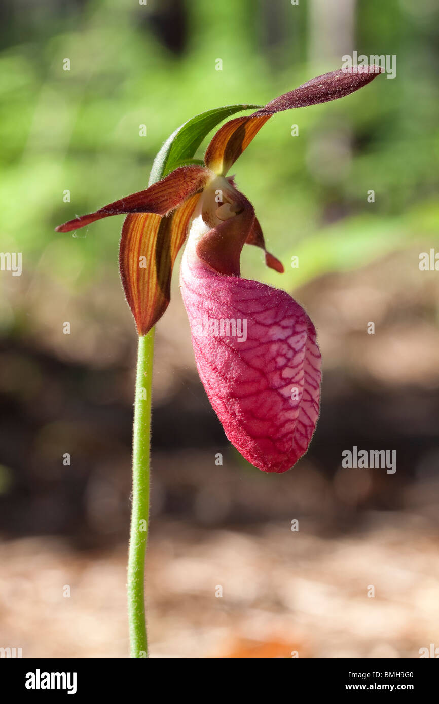 Pink Lady's Slipper Orchid Cypripedium acaule fleurs mocassin ou l'Est de l'USA Banque D'Images