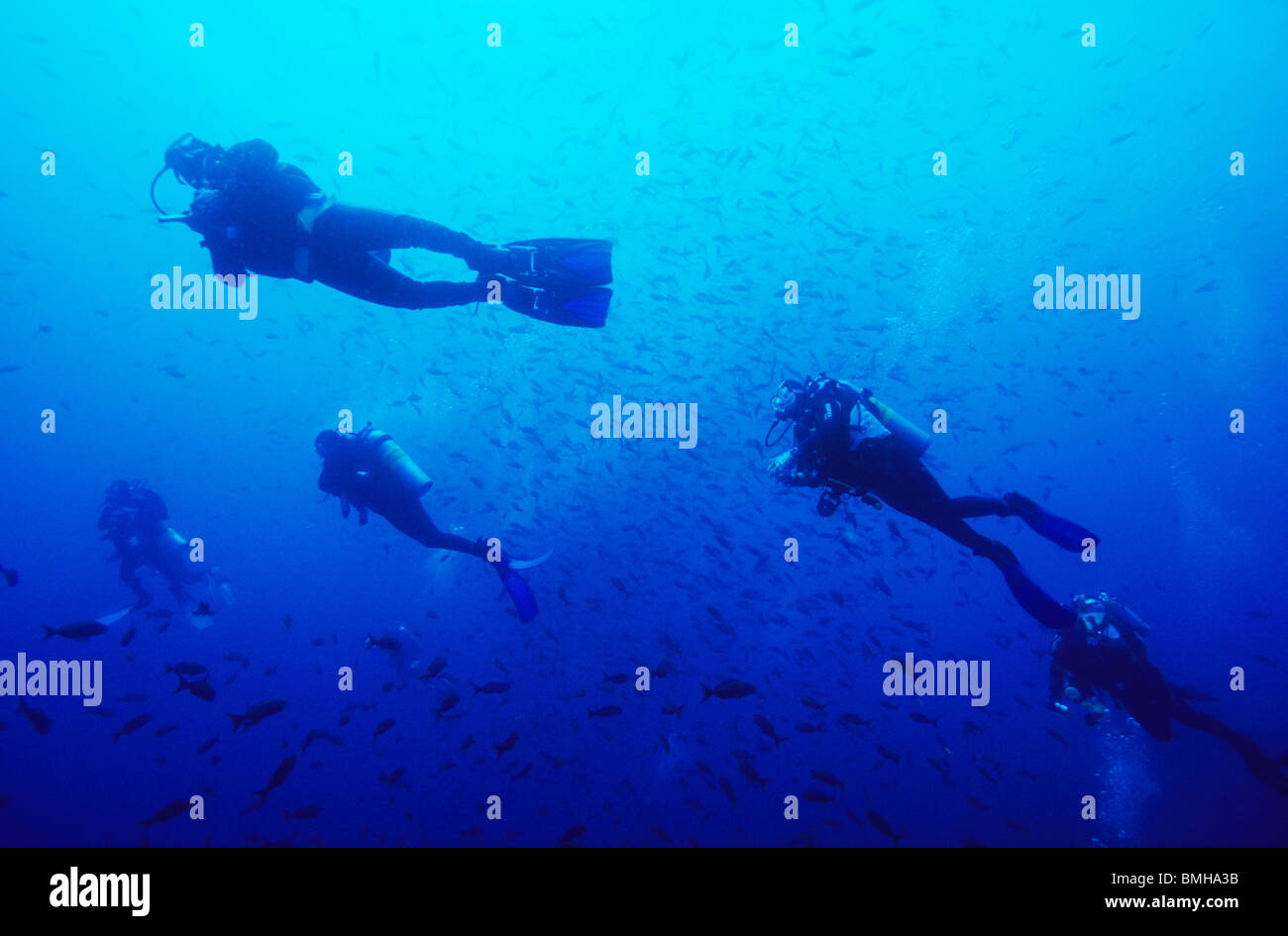 Les plongeurs sous l'eau, près de Darwins Arch. Galapagos. La photographie sous-marine. Croisière de plongée sous-marine par les frais généraux. Banque D'Images