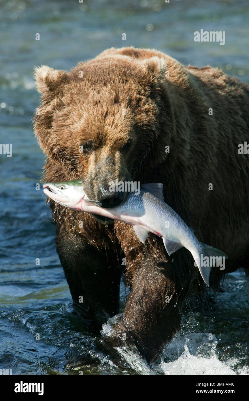 L'ours brun, Brooks Falls, Katmai National Park, Alaska Banque D'Images