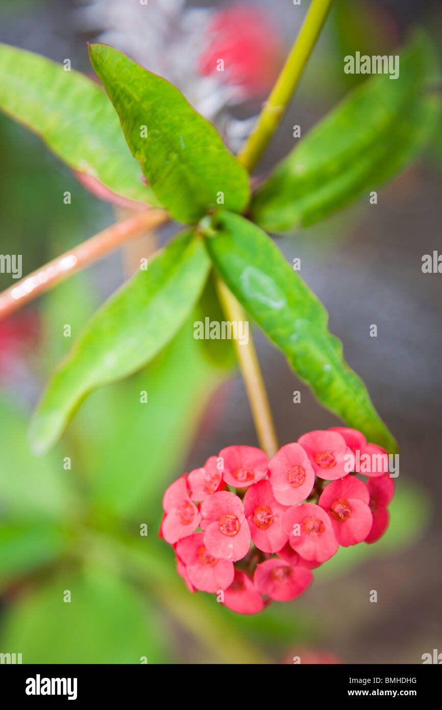 Euphorbia splendens / Euphorbia milii couronne d'épines Banque D'Images