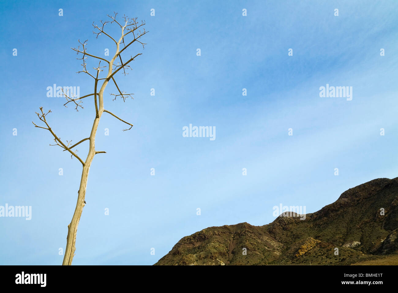 Almadraba De Monteleva, la Province d'Almeria, Espagne ; plante desséchée montre contre un ciel bleu Banque D'Images