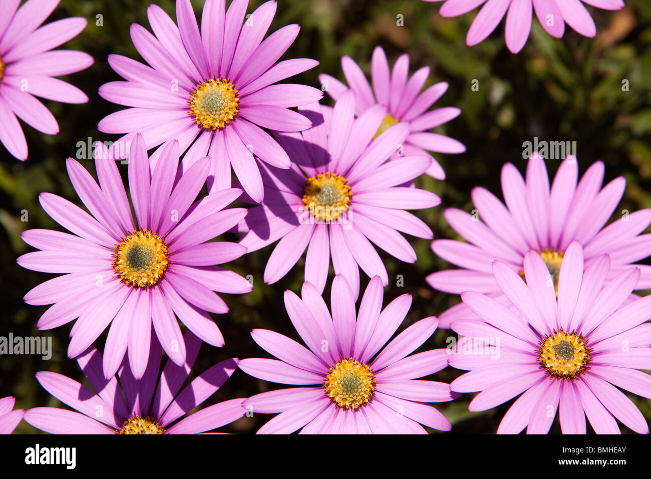 Royaume-uni, Angleterre, Devon, Kingswear, colorful pink anemone blanda des fleurs Banque D'Images