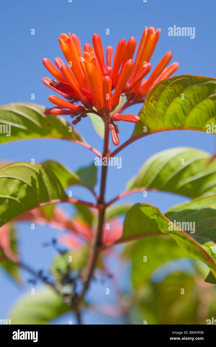 Hamelia patens de la hummingbird bush en pleine floraison Banque D'Images