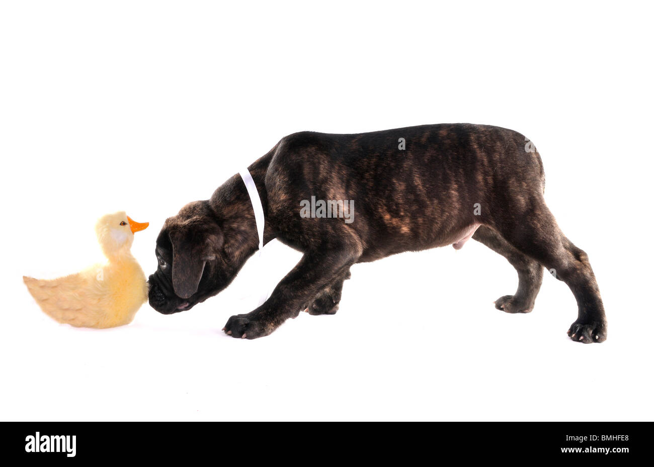 Des chiots Bullmastiff avec un canard toy Banque D'Images