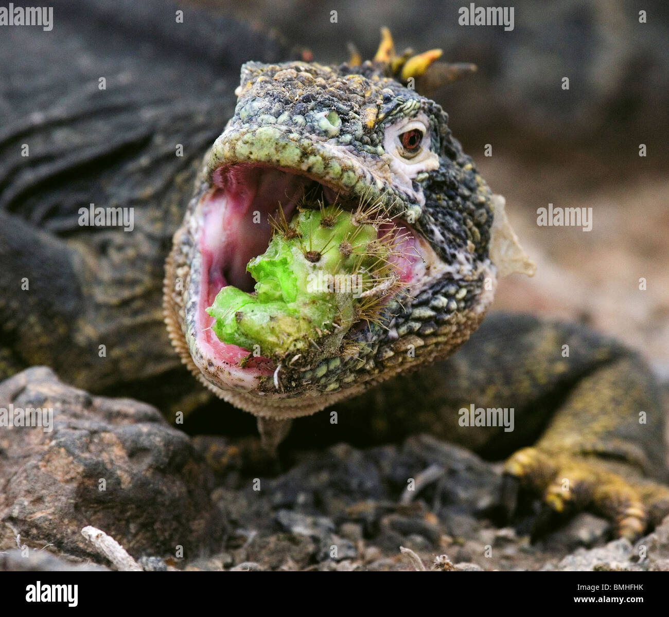 Iguane terrestre (terre) manger un cactus, Santa Fe Island, îles Galapagos, en Équateur. Banque D'Images