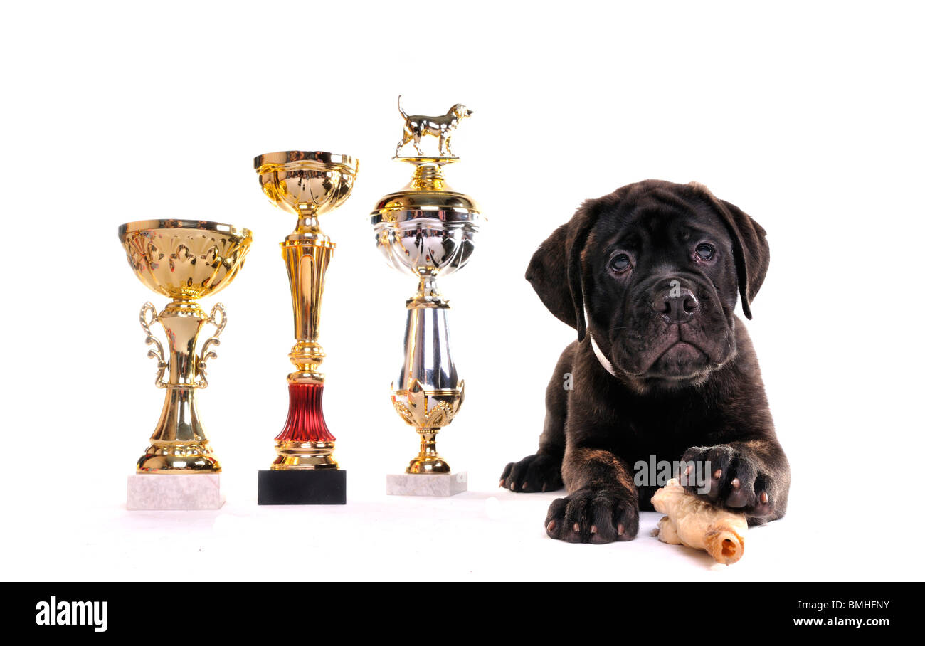 Chiot de race Bullmastiff Champion avec trois tasses Banque D'Images