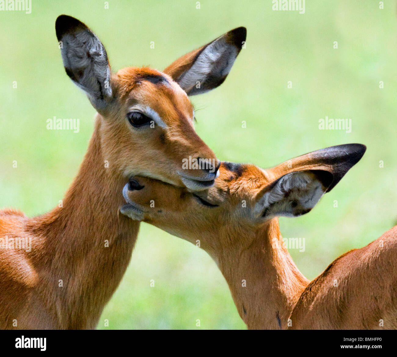 Impala, le Parc National de Nakuru, Kenya Banque D'Images