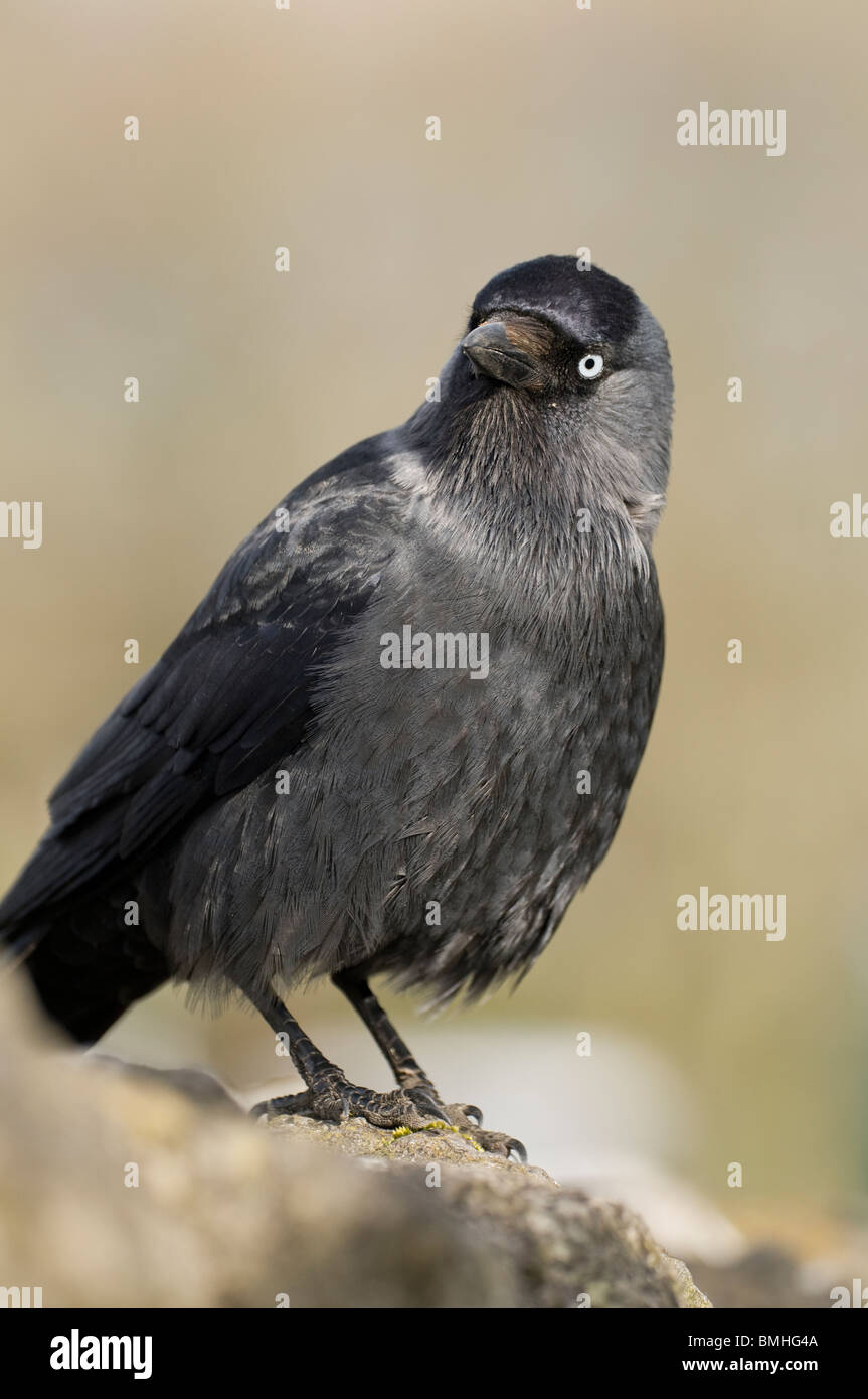 Choucas, (Corvus monedula) perché sur un mur en pierre sèche, Derbyshire Banque D'Images