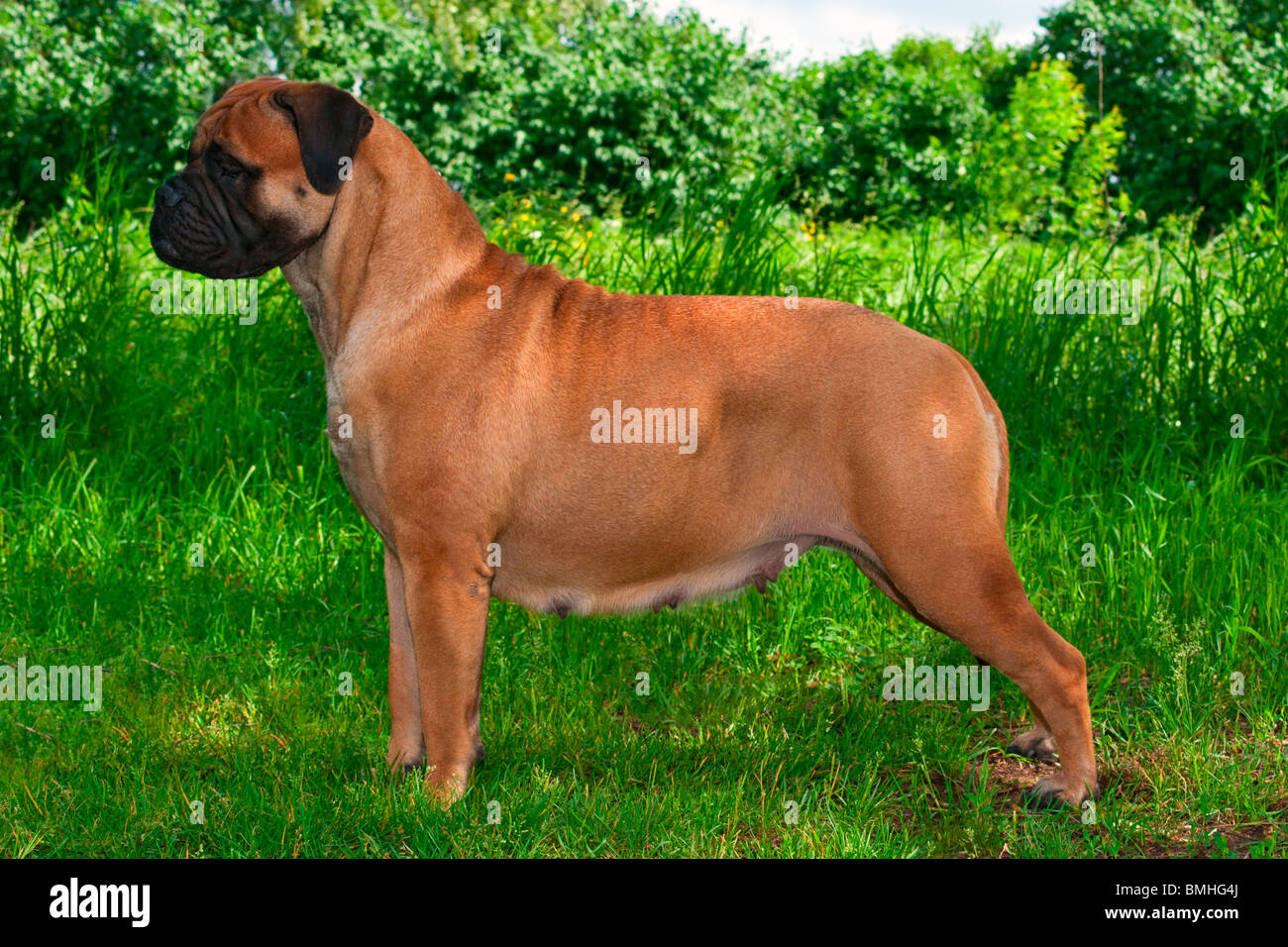 Grand chien debout contre l'arrière-plan de l'herbe Banque D'Images