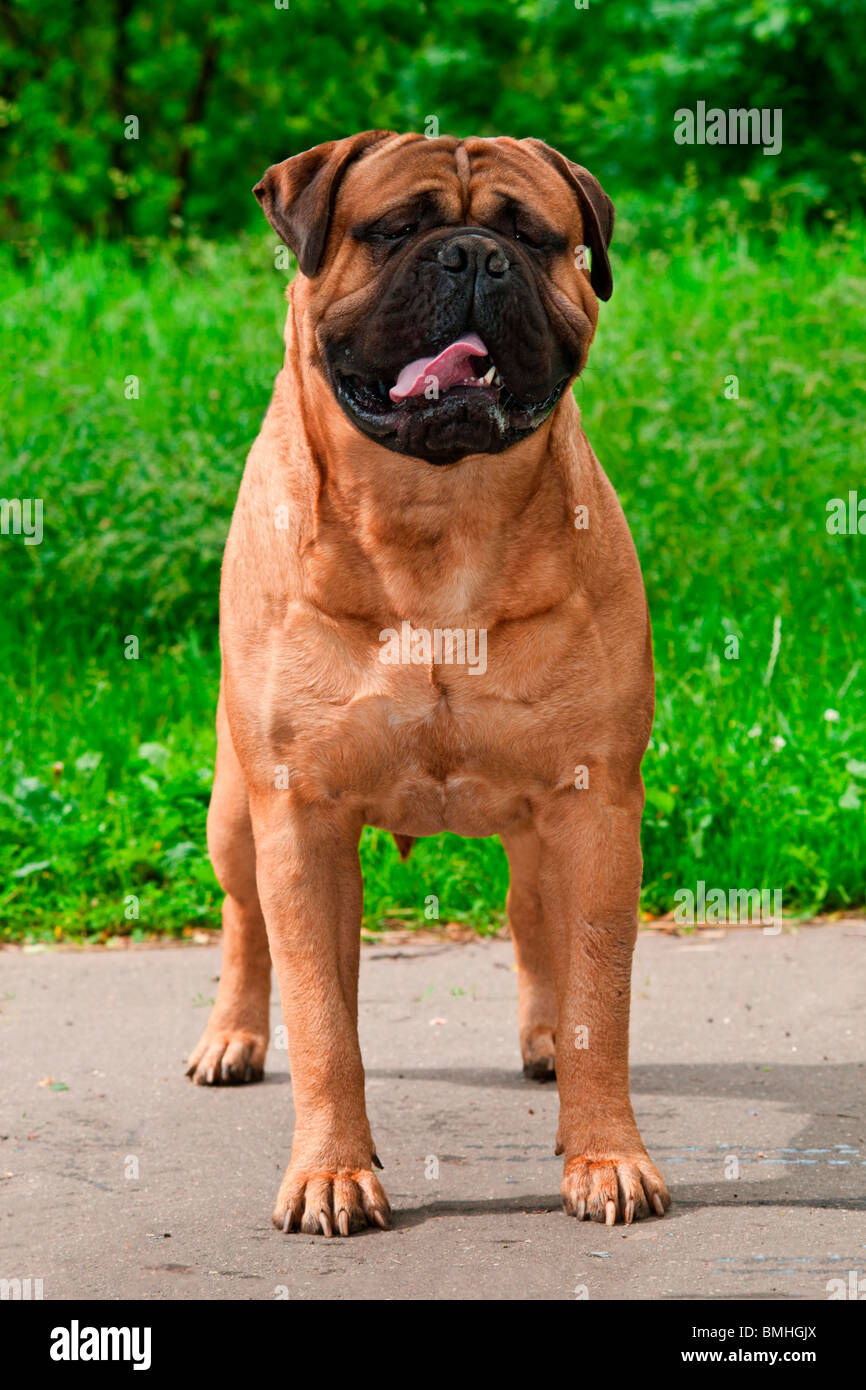 Bullmastiff magnifique standing in front of Grass Background Banque D'Images