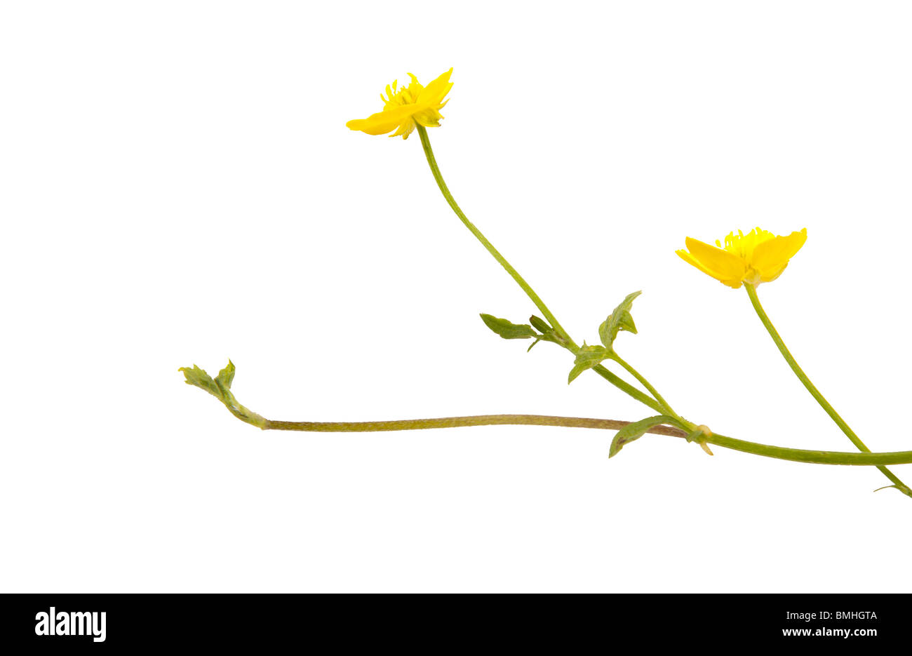 Buttercup isolé sur fond blanc Banque D'Images