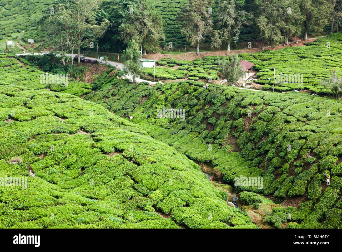 Lignes de Camellia sinensis suivre les ondulations du sol à la plantation de thé BOH dans les Cameron Highlands Banque D'Images