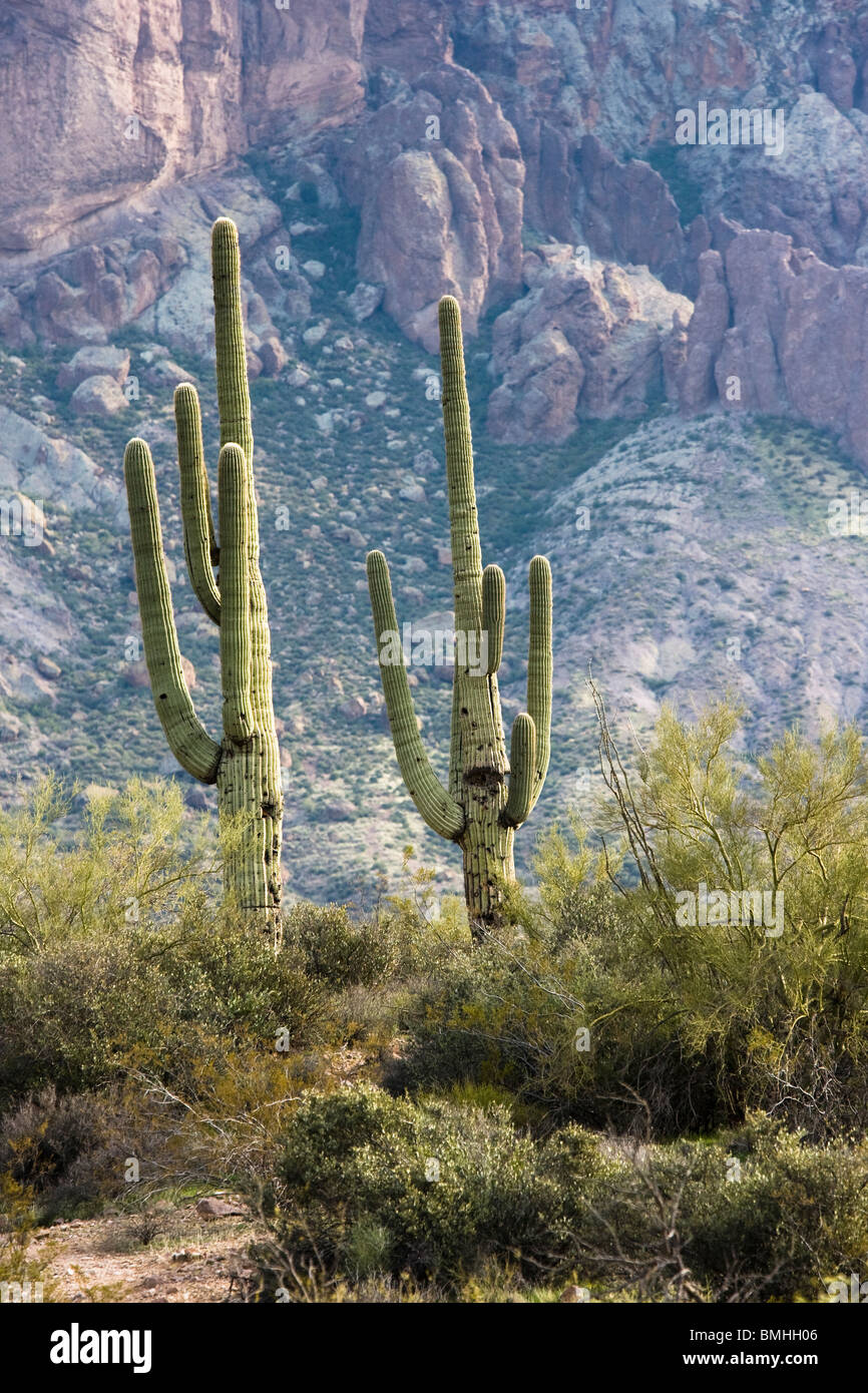 Cactus Saguaro à Superstition Mountains, près de Apache Junction, Arizona. Banque D'Images