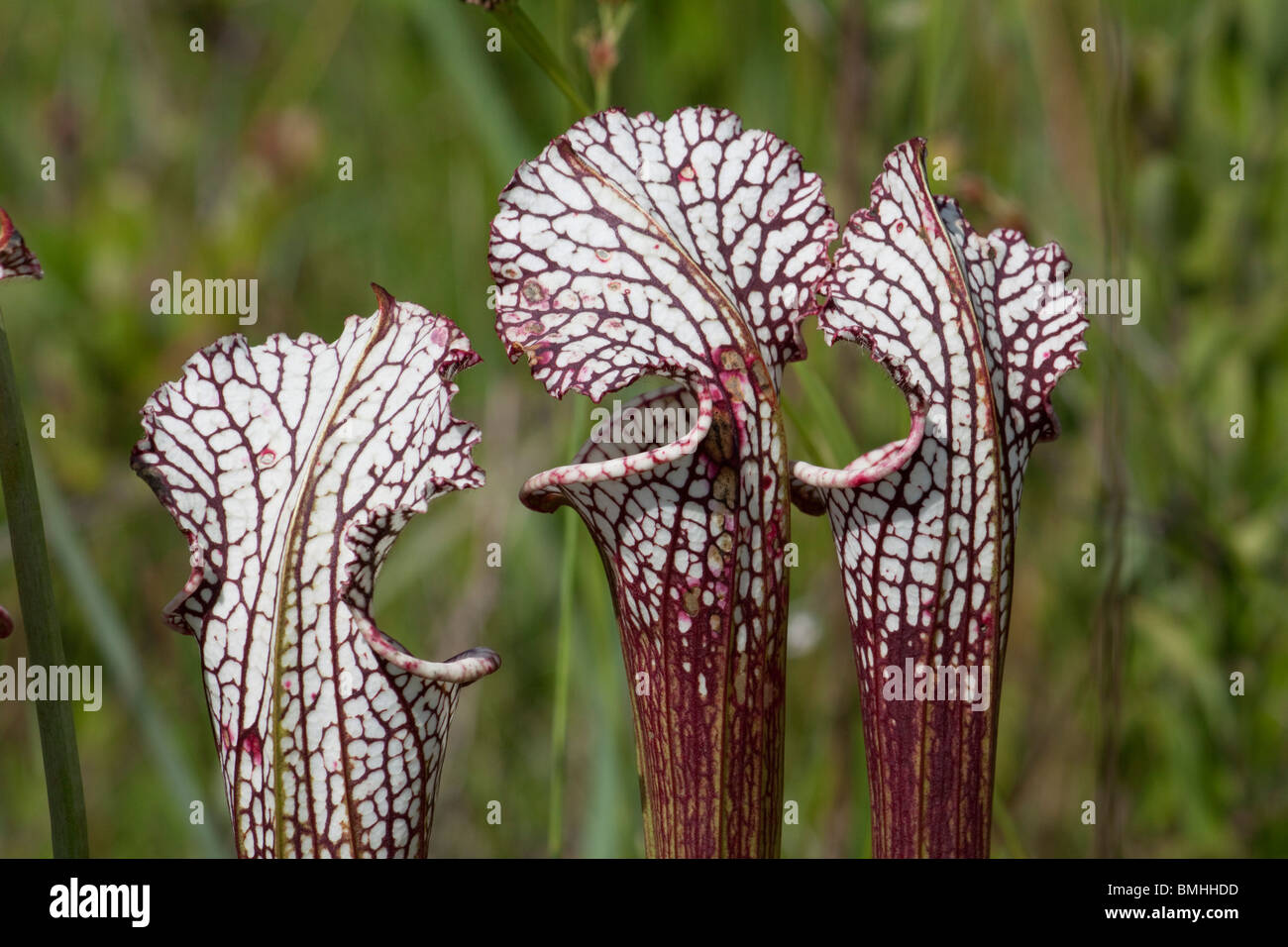 Plantes carnivores dans le désert Banque de photographies et d’images à