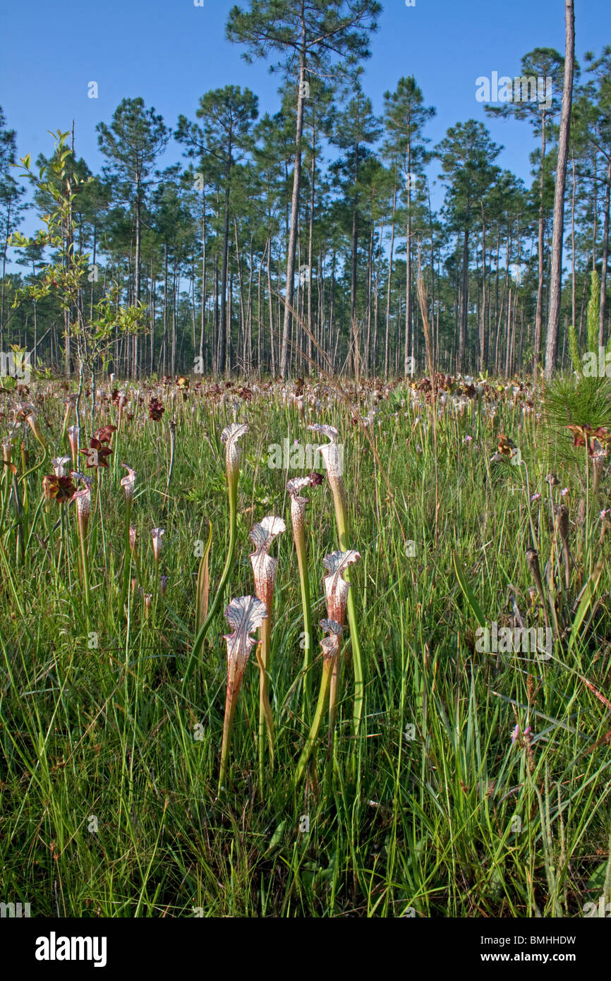 Plantes carnivores dans le désert Banque de photographies et d’images à