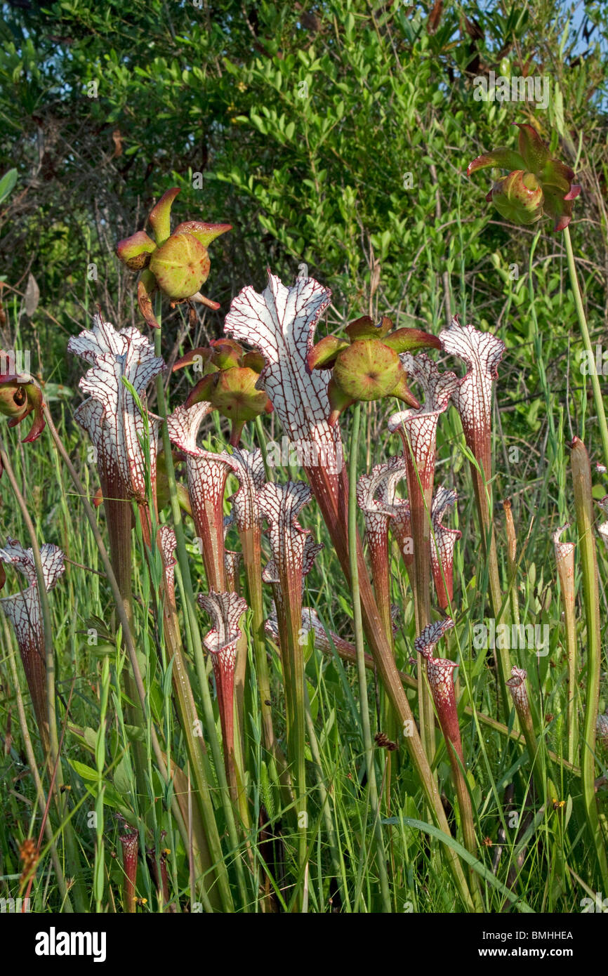 Parées de blanc carnivore Sarracénie et vieux, passé capitules en fleurs tourbière Sarracenia leucophylla infiltration Alabama USA Banque D'Images