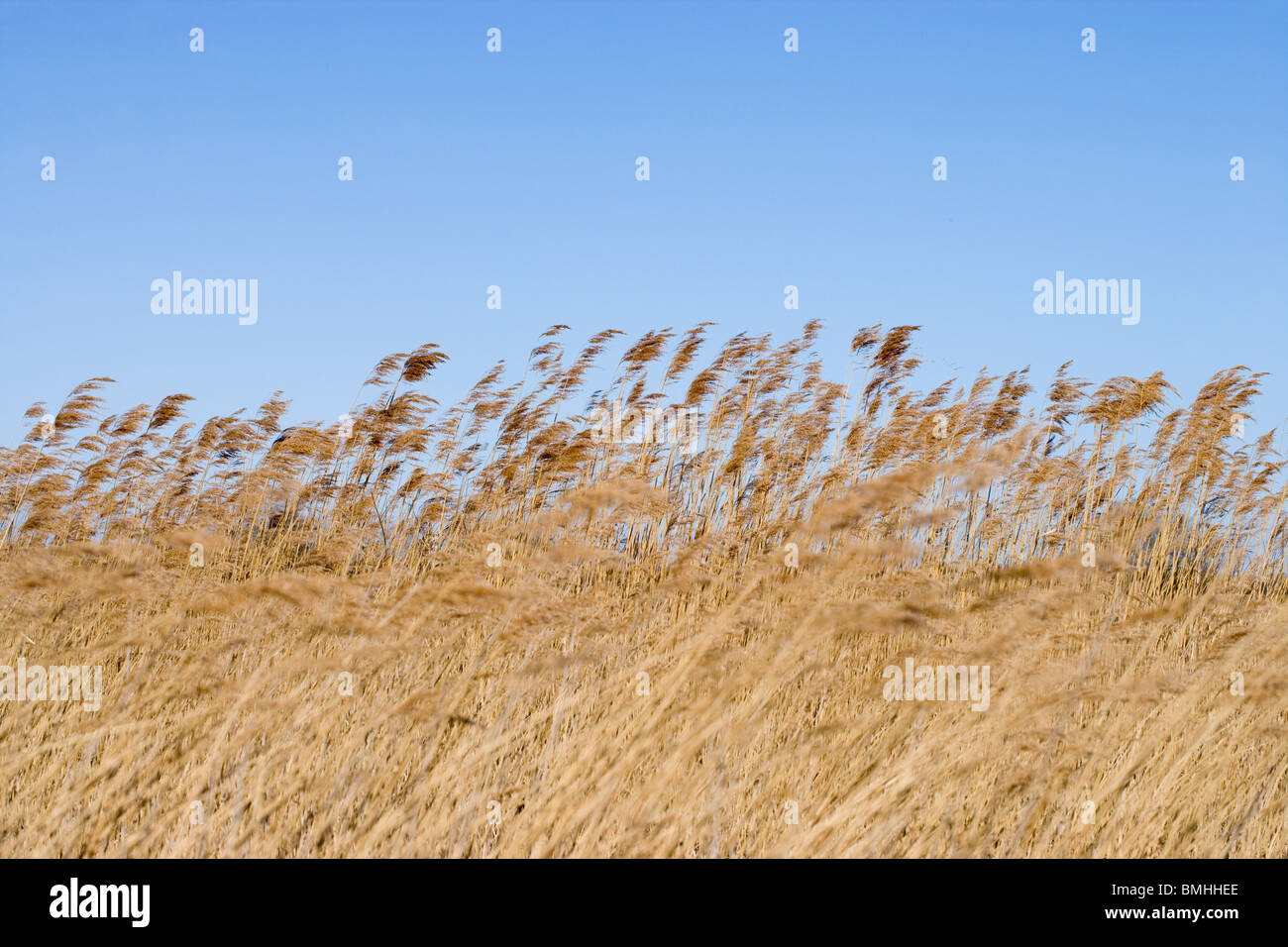 Roseaux (Phragmites australis). Hickling vaste réserve naturelle nationale. Avril. Banque D'Images