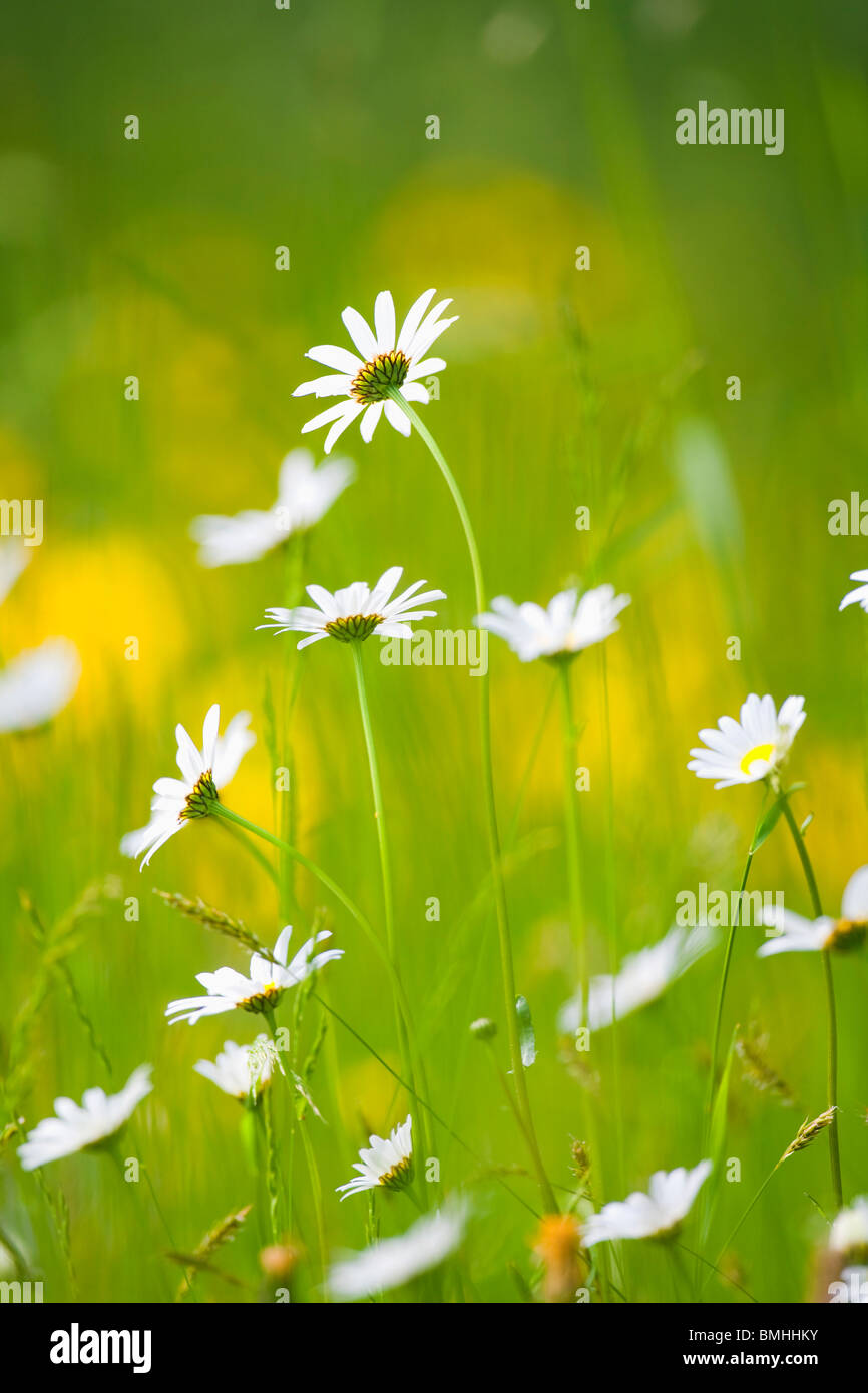 Printemps fleurs sauvages dans jardin verdoyant - profondeur de champ Banque D'Images