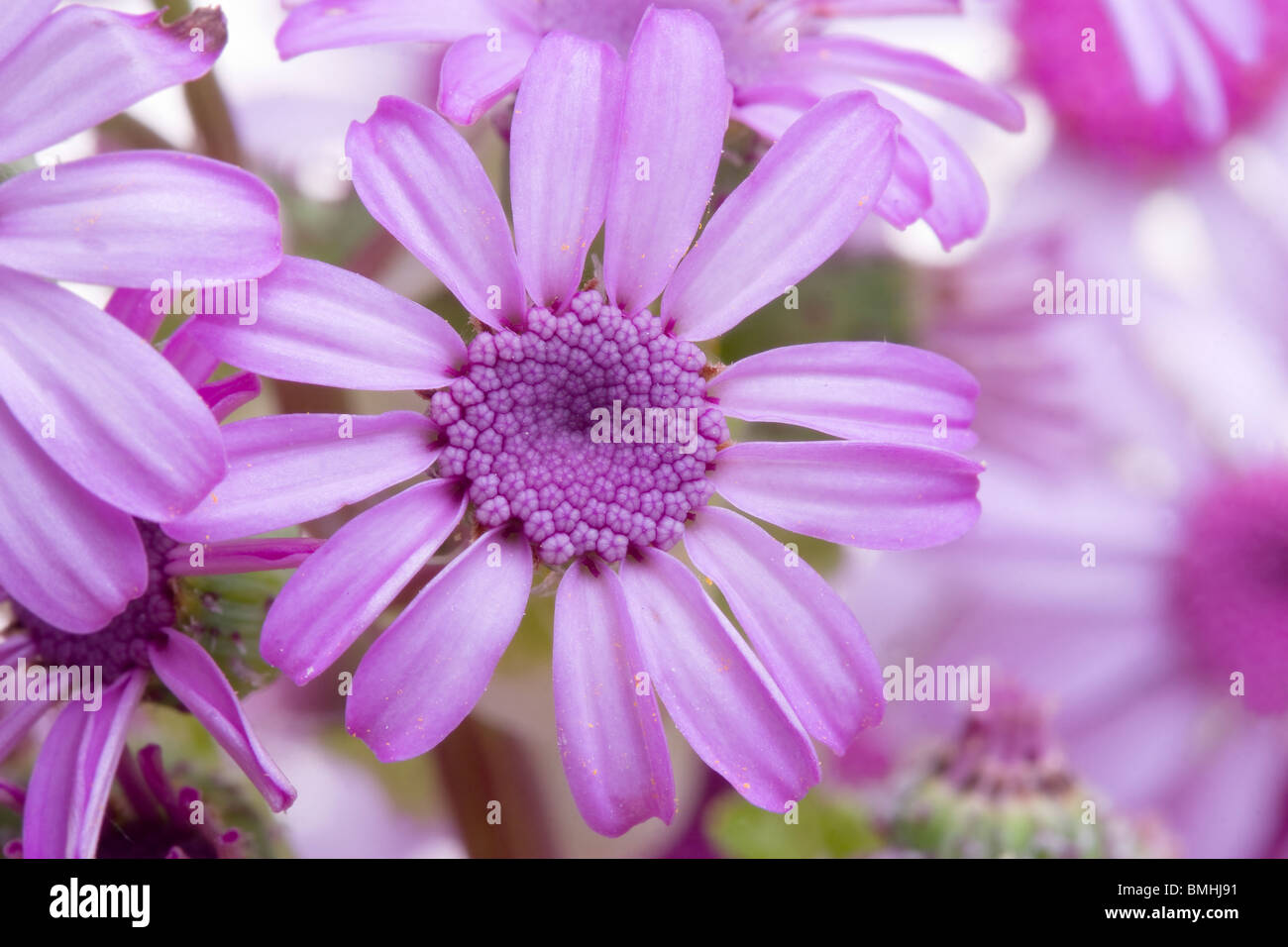 Pericallis webbii ou cinéraire flower Banque D'Images