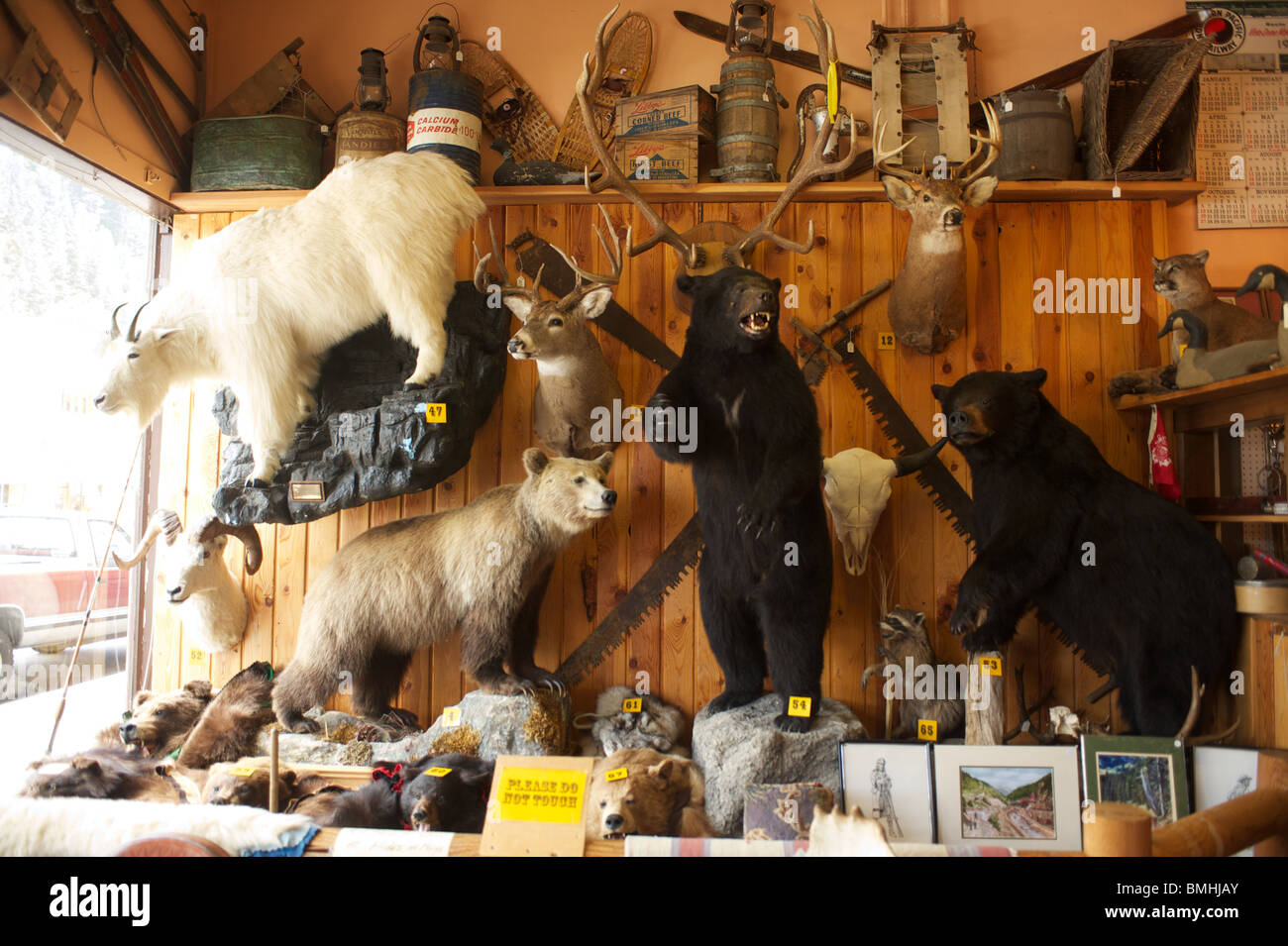 Les animaux en peluche dans un magasin. Les ours et les chèvres. Wallace historique de l'Idaho. USA Banque D'Images