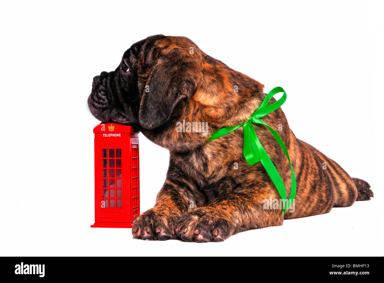 Chiot en attente d'un appel sur une cabine téléphonique Banque D'Images