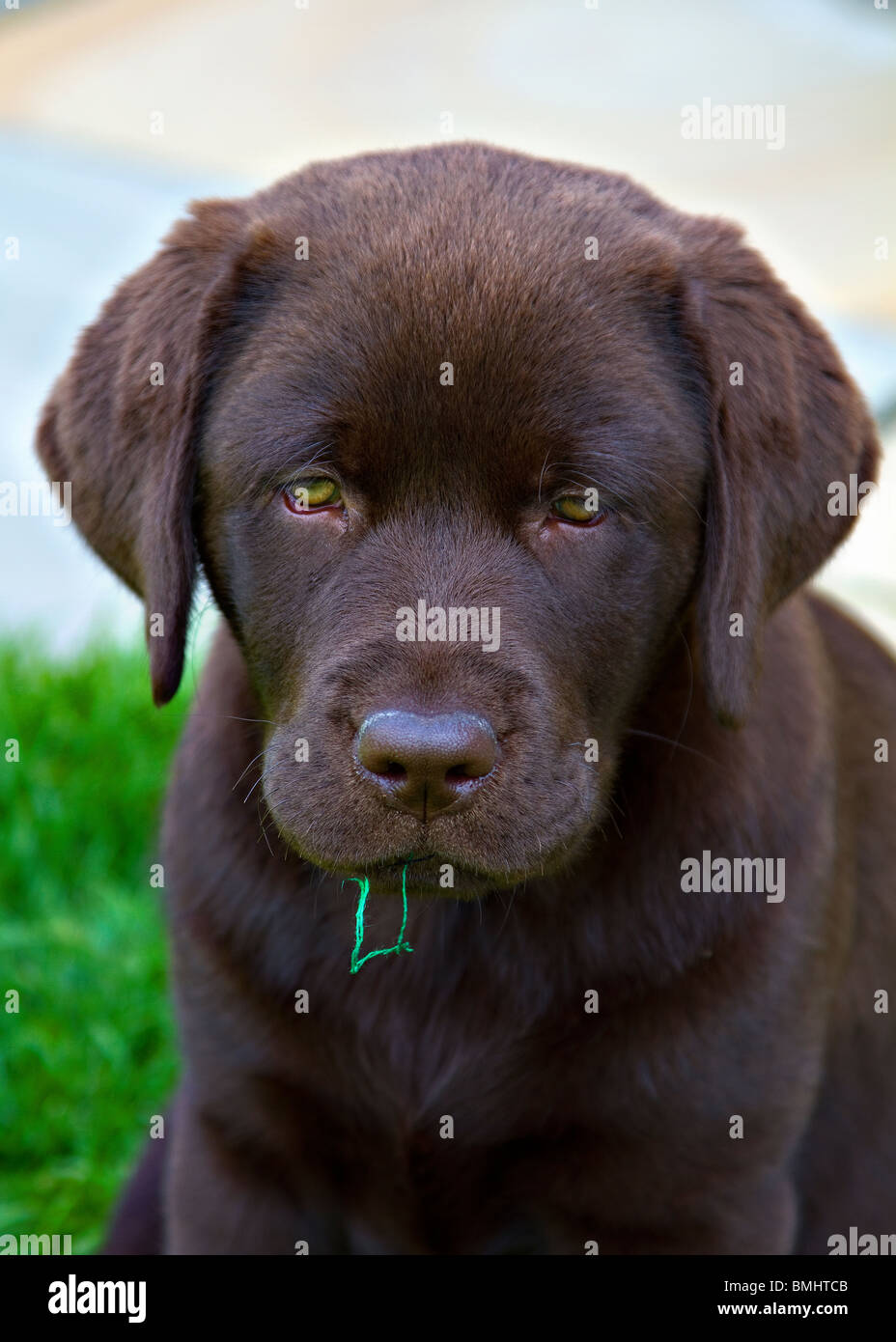 Un chiot labrador chocolat Banque D'Images