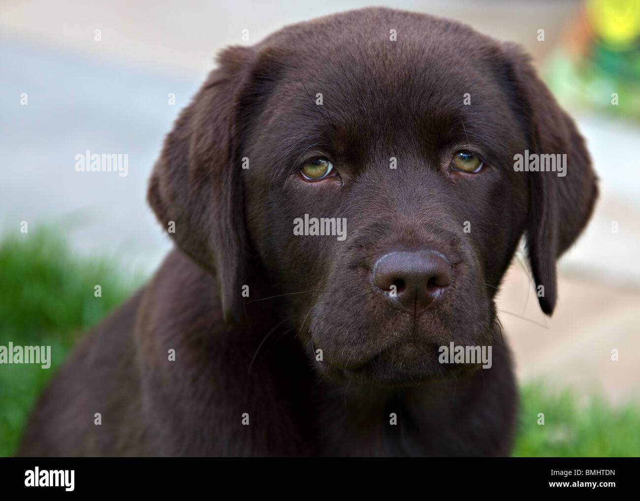 Un chiot labrador chocolat Banque D'Images