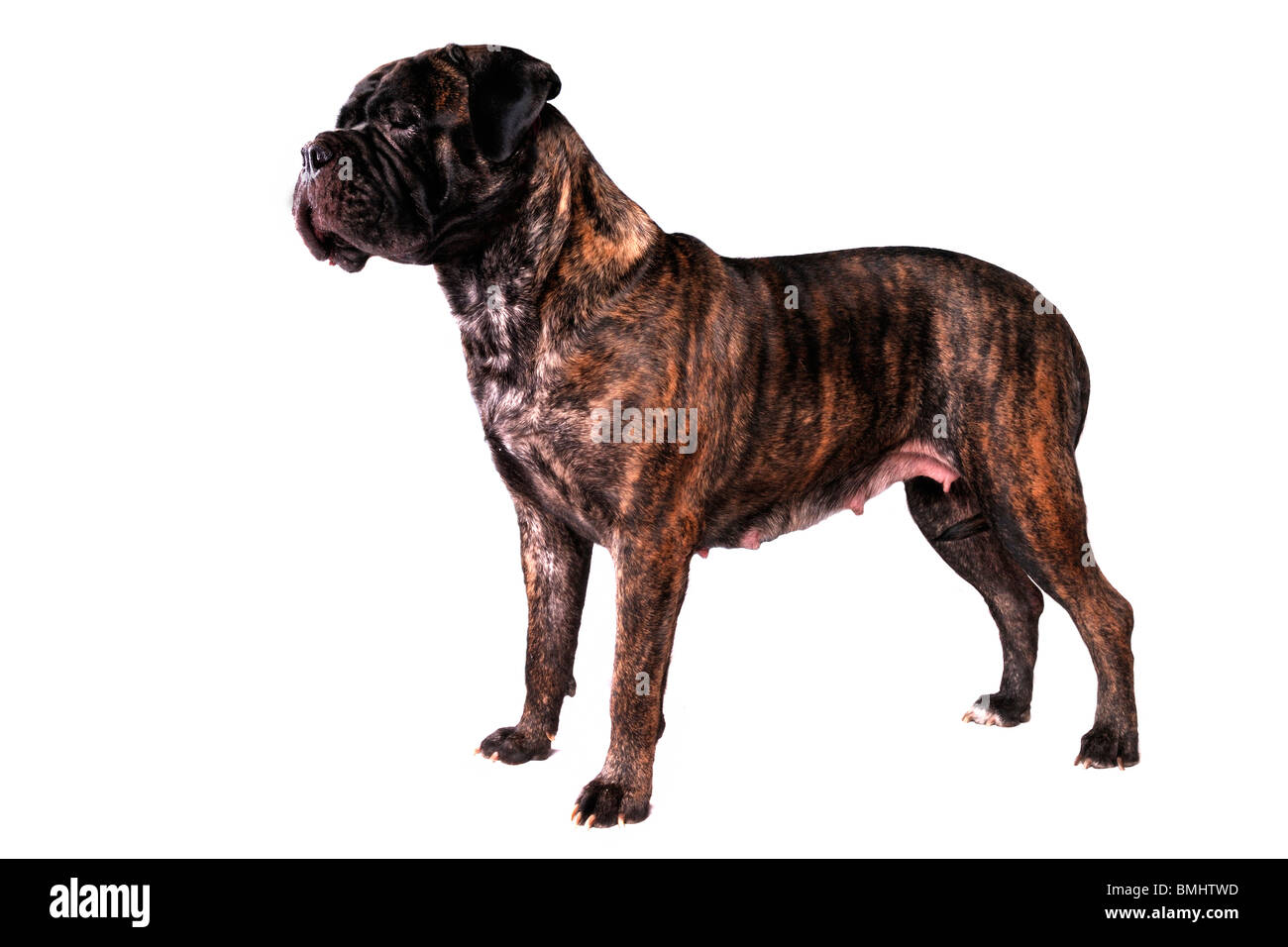 Gros Bullmastiff chien dans l'article Poser Banque D'Images
