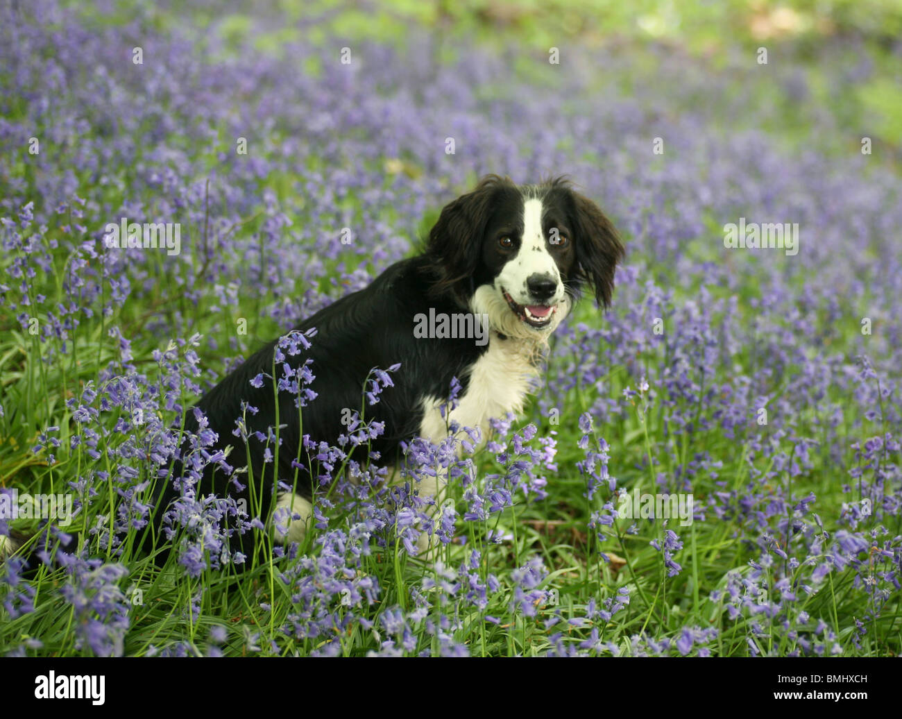 Un cross border collie chien assis dans un patch de English Bluebells Banque D'Images