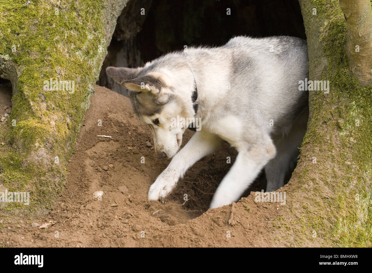 Le Chien (Canis lupus familiaris). Creuser dans les racines d'un vieux frêne. Race ; Husky de Sibérie. Banque D'Images