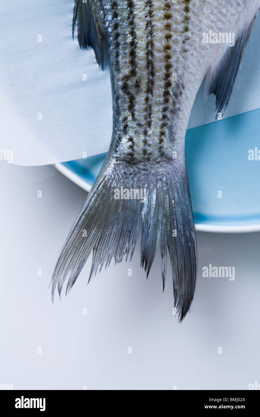 Queue rayée Banque de photographies et d’images à haute résolution - Alamy