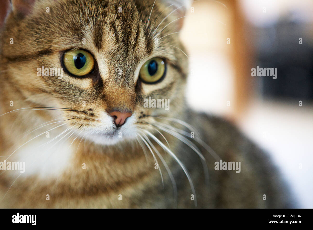 Un chat domestique se trouve sous une table Banque D'Images