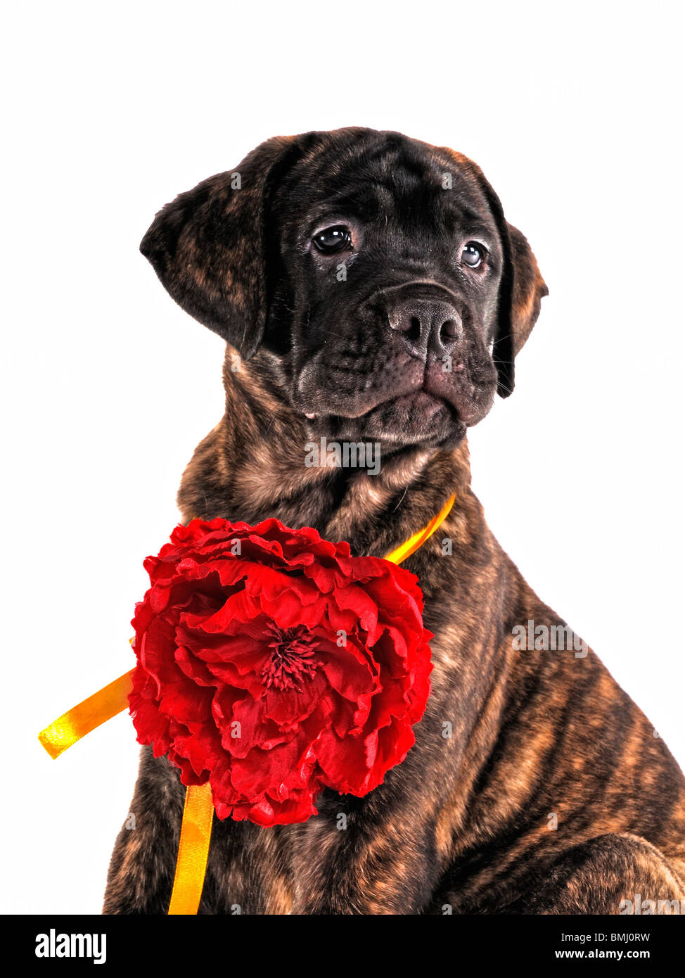 Fier Puppy sitting avec une fleur Banque D'Images