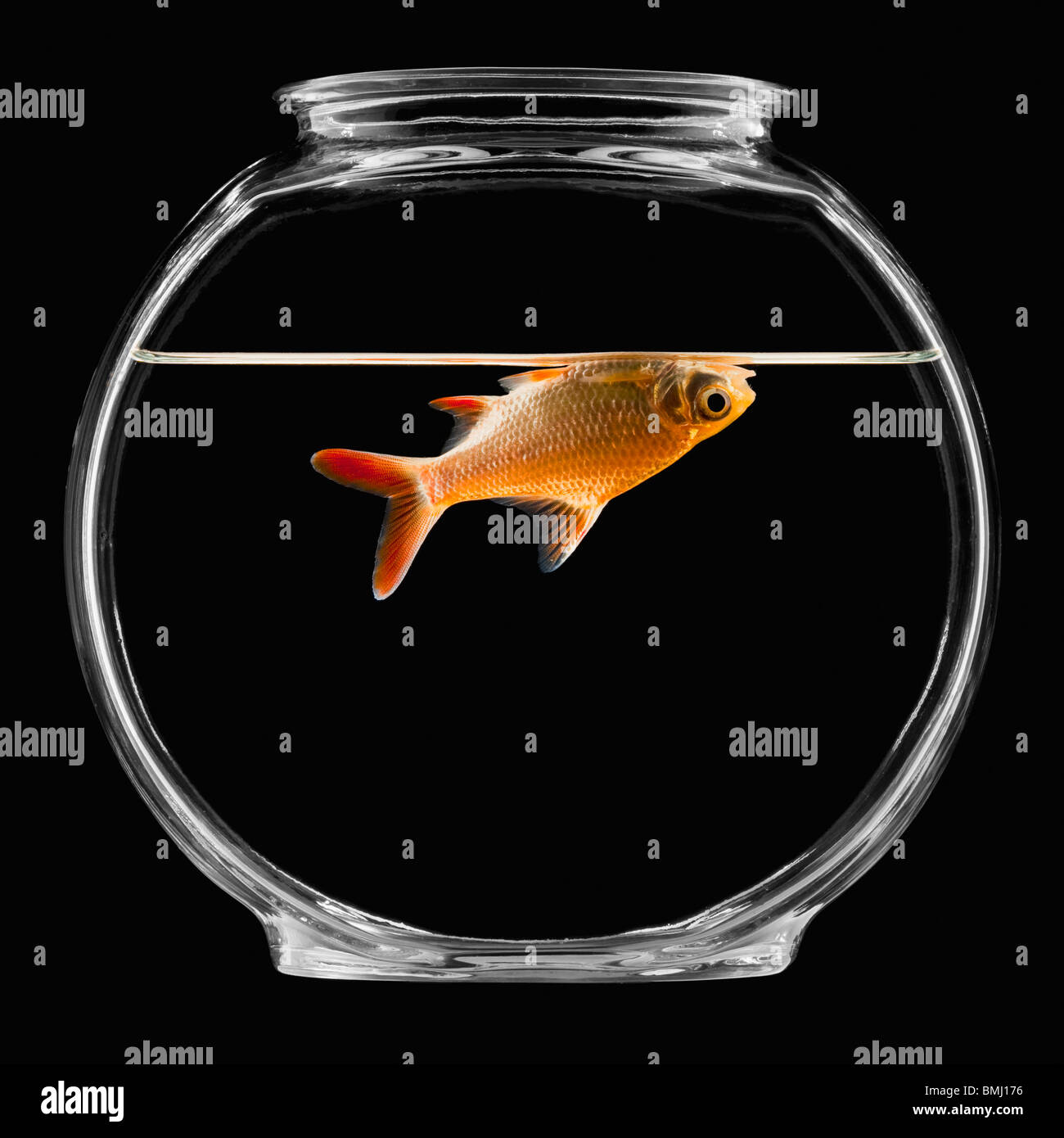 Goldfish in bowl Banque D'Images