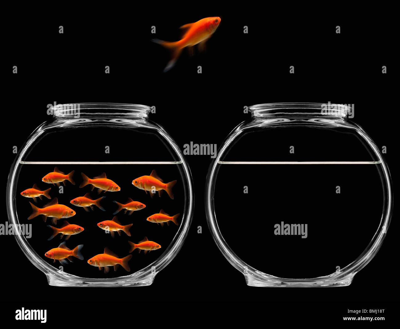 Sautant de Goldfish Bowl Banque D'Images
