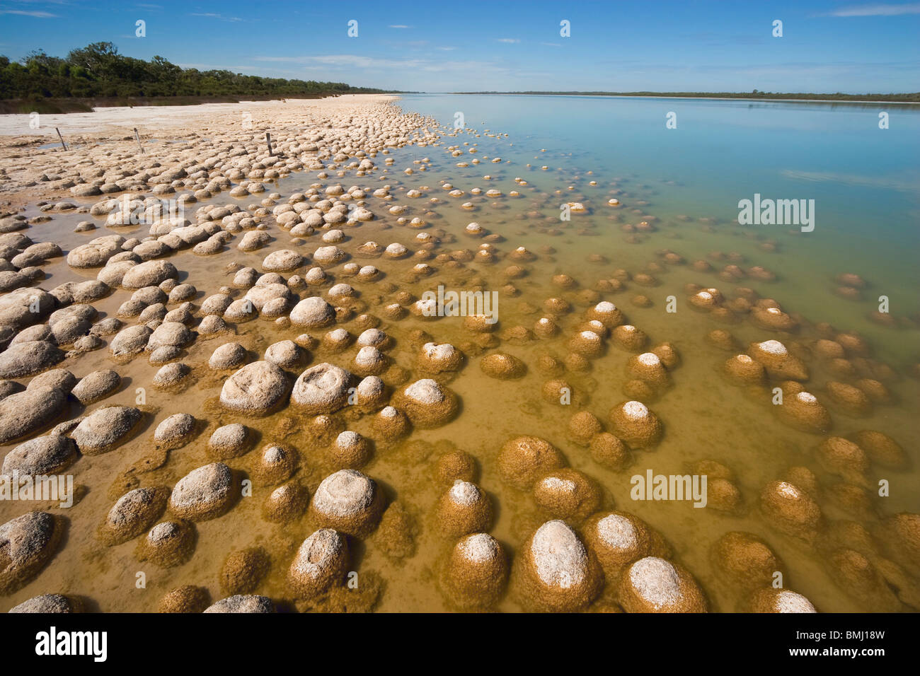 Thrombolites, un variey microbialites de ou 'vivant' rock, le lac Clifton, le Parc National de Yalgorup, Mandurah, Western Australia Banque D'Images