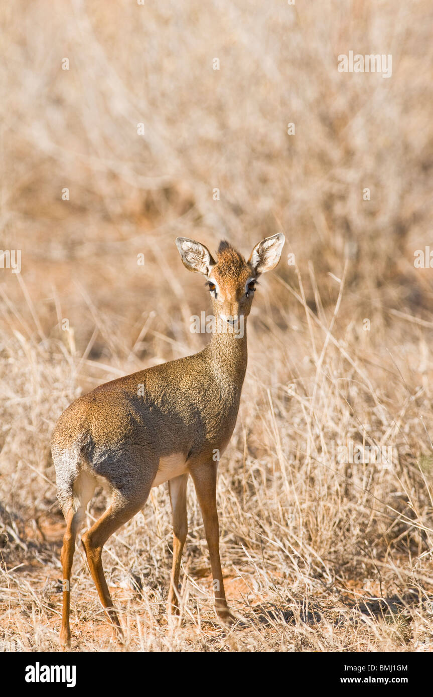 Kirk's Dik-Dik (Madoqua kirkii) - seule femelle adulte Kirk's Dik-Dik, alerté permanent, l'Est de Tsavo, Kenya, Afrique de l'Est Banque D'Images